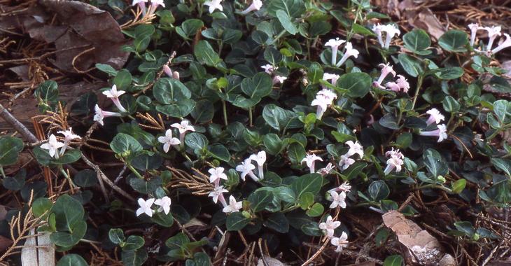 Mitchella repens